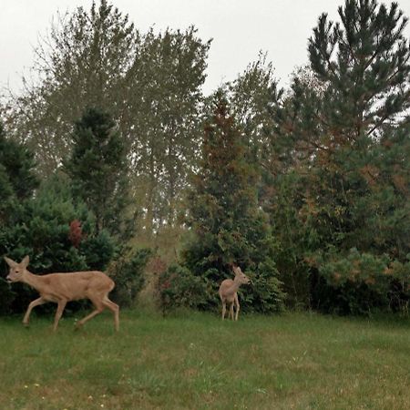 Ferienwohnung Am Kustenwald Trassenheide Kültér fotó