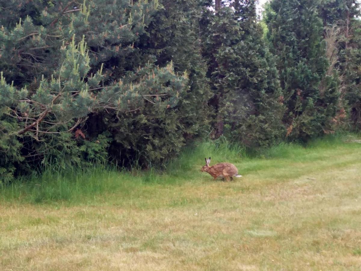 Ferienwohnung Am Kustenwald Trassenheide Kültér fotó